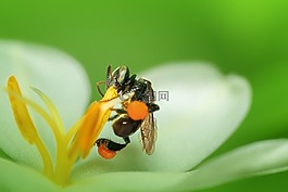 蜜蜂,昆蟲,特寫