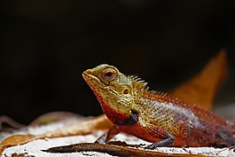 蜥蜴,爬行動物,自然