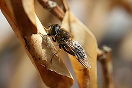 bug,性質(zhì),戶外