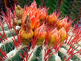 仙人掌,開(kāi)花,仙人掌花