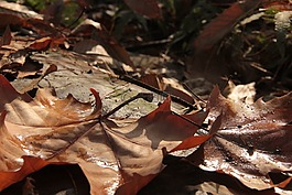 樹(shù)葉,地面,黃昏