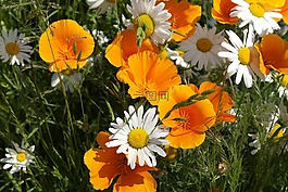 花,橙色,黃色