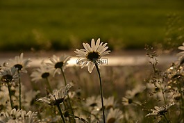 性質(zhì),花,字段