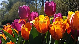 郁金香,紫色,黃色