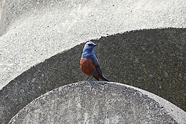 動物,海灘,波斷塊