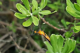 刺客的bug若蟲,女神,昆蟲