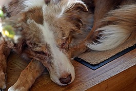 狗,澳大利亞牧羊犬,寵物