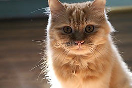 猫,动物,红发