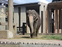 大象,動物園,巨人