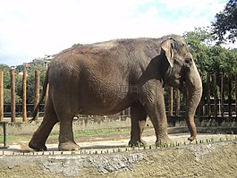 大象,性質(zhì),動物園