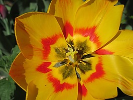 郁金香,開花,花瓣