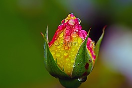 玫瑰,雨,雨滴
