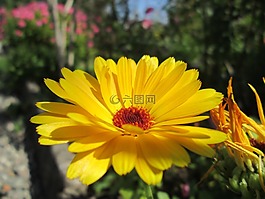 万寿菊,黄金,黄色
