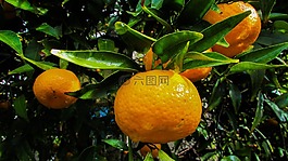 普通話,水果,橘紅色