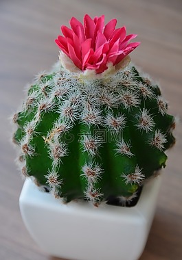 仙人掌,花,盛開