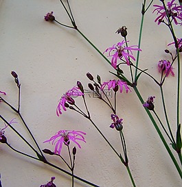 草甸花,粉红色,矢车菊