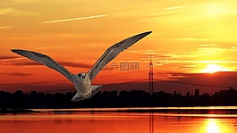 日落,鳥,鷗