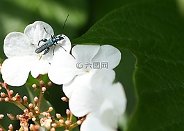 花,字段,昆蟲