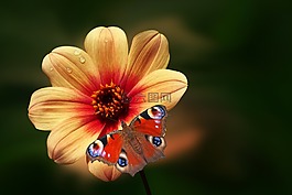 花,開(kāi)花,蝴蝶