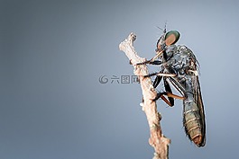 robberfly,昆虫,特写