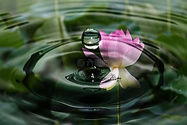 一滴水,波,開花