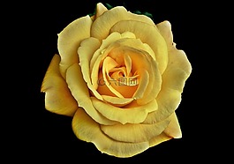 玫瑰,黄,花
