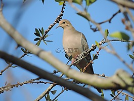 鳥,樹,太陽