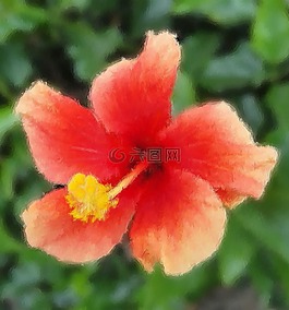 花,雄蕊,雌蕊