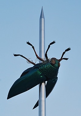 甲殼蟲,藝術,bug