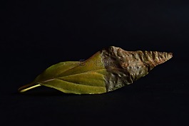 葉,綠色,生活