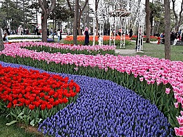 emirgan,郁金香,節(jié)日