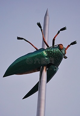 甲殼蟲(chóng),藝術(shù),bug