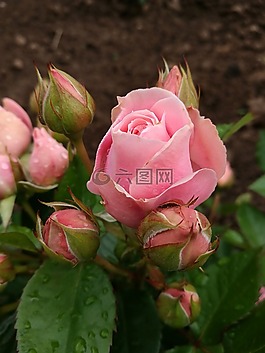 玫瑰,芽,夏季