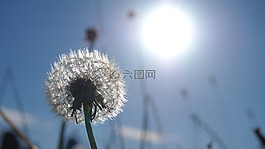 蒲公英,太陽,宏