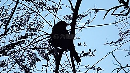 鳥,景觀,樹