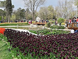 emirgan,郁金香,節(jié)日