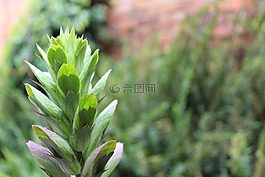 關(guān)閉,遠(yuǎn),植物