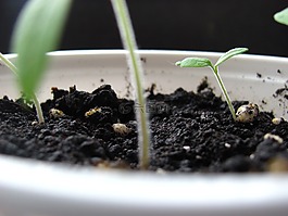 萌芽,成長,植物
