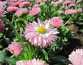 鮮花,粉色,葉