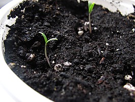 種子,植物,綠色