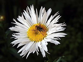 開花,花園,關(guān)閉