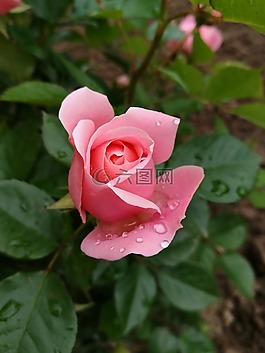 玫瑰,宏,芽