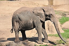 象,動物園,大象