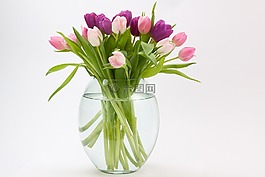 郁金香,郁金香花束,春天的花
