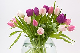 郁金香,郁金香花束,春天的花