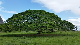 夏威夷傘,樹,自然