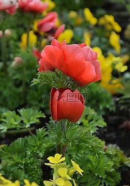 鮮花,花多,春天