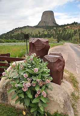 魔鬼塔,山,鲜花