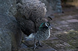 孔雀,多彩,動物