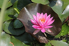 蓮花,鮮花,夏天